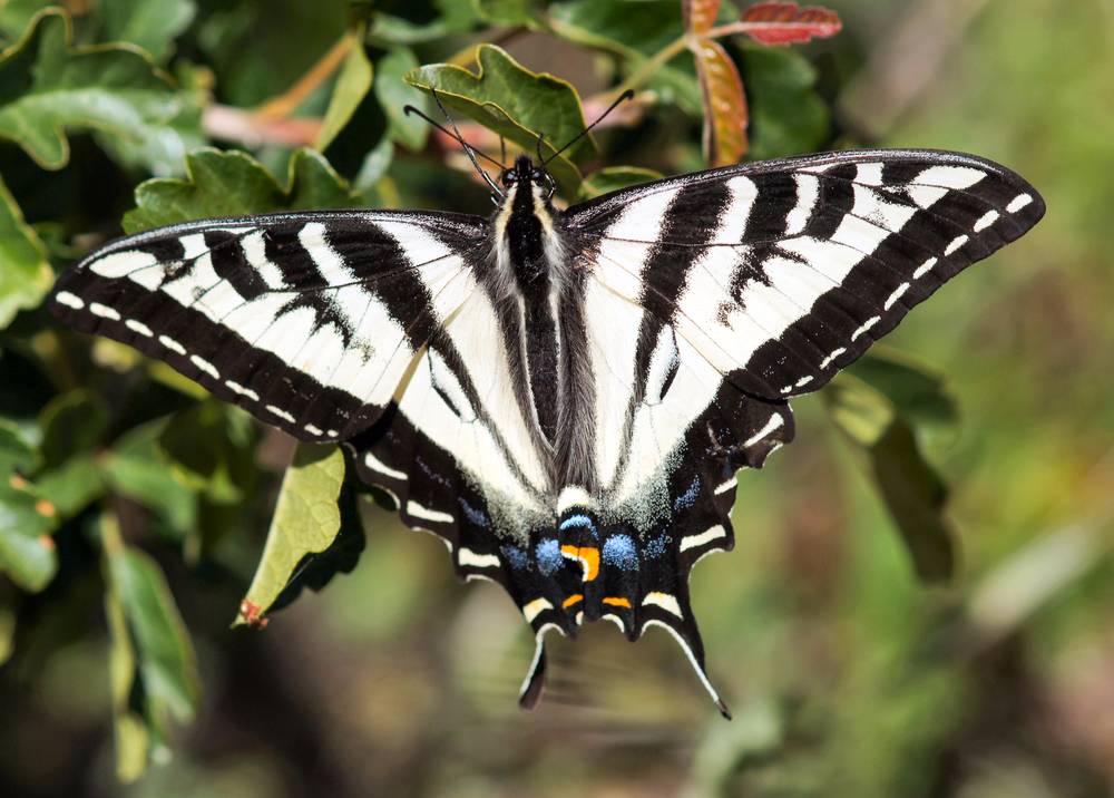 Pale Swallowtail